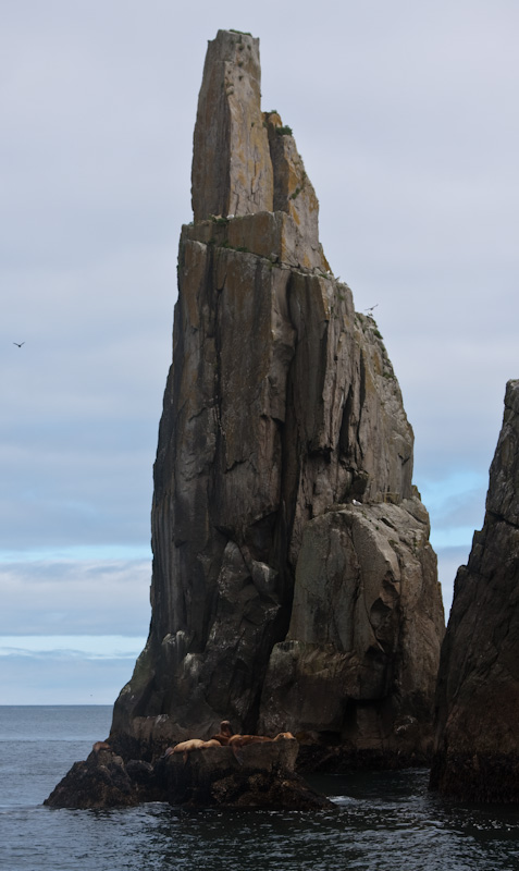 Stellars Sealions Hauled Out Below Rock Spire